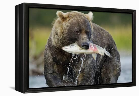 Brown Bear and Salmon, Katmai National Park, Alaska-Paul Souders-Framed Premier Image Canvas