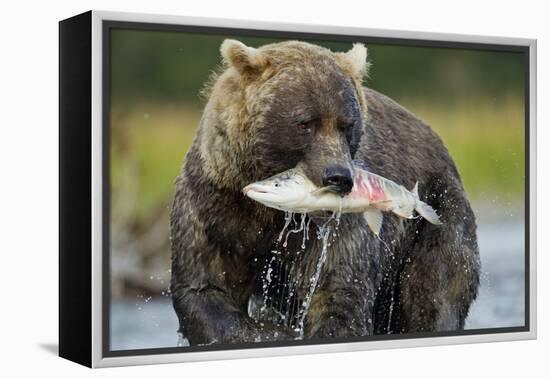 Brown Bear and Salmon, Katmai National Park, Alaska-Paul Souders-Framed Premier Image Canvas