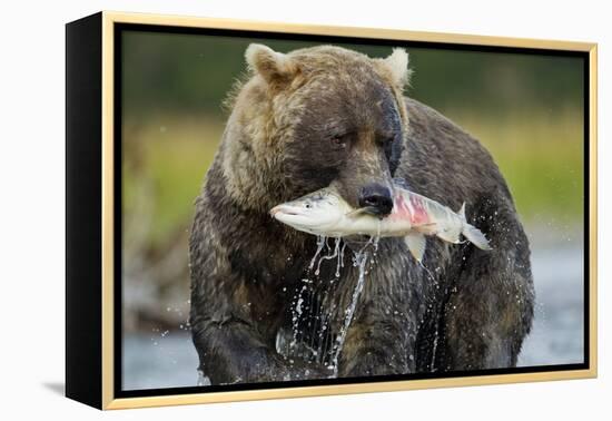 Brown Bear and Salmon, Katmai National Park, Alaska-Paul Souders-Framed Premier Image Canvas