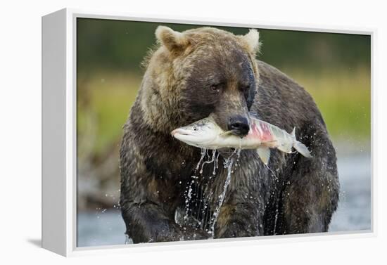 Brown Bear and Salmon, Katmai National Park, Alaska-Paul Souders-Framed Premier Image Canvas