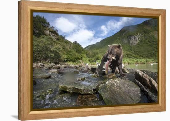 Brown Bear and Salmon, Katmai National Park, Alaska-Paul Souders-Framed Premier Image Canvas