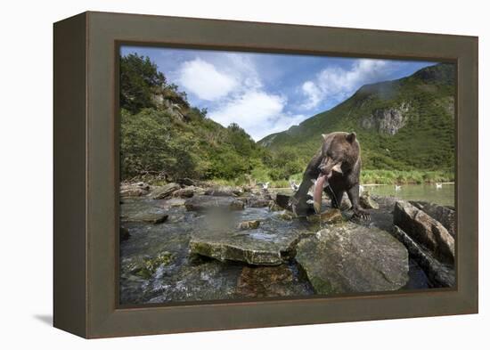 Brown Bear and Salmon, Katmai National Park, Alaska-Paul Souders-Framed Premier Image Canvas