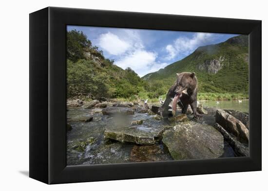 Brown Bear and Salmon, Katmai National Park, Alaska-Paul Souders-Framed Premier Image Canvas