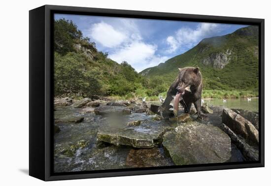 Brown Bear and Salmon, Katmai National Park, Alaska-Paul Souders-Framed Premier Image Canvas