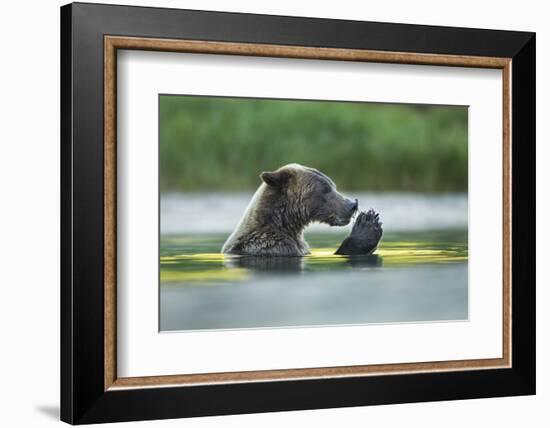 Brown Bear and Salmon, Katmai National Park, Alaska-Paul Souders-Framed Photographic Print