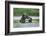 Brown Bear and Salmon, Katmai National Park, Alaska-Paul Souders-Framed Photographic Print