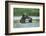 Brown Bear and Salmon, Katmai National Park, Alaska-Paul Souders-Framed Photographic Print