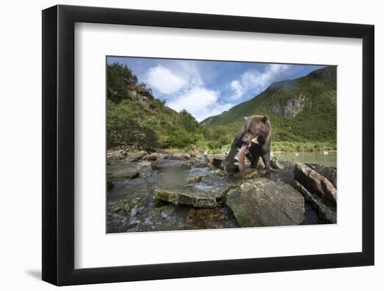 Brown Bear and Salmon, Katmai National Park, Alaska-Paul Souders-Framed Photographic Print