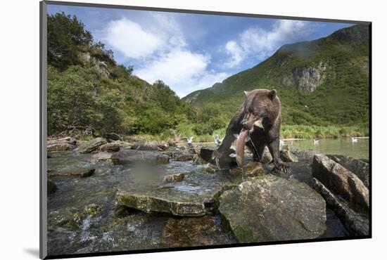 Brown Bear and Salmon, Katmai National Park, Alaska-Paul Souders-Mounted Photographic Print