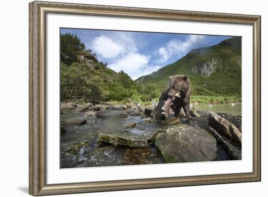 Brown Bear and Salmon, Katmai National Park, Alaska-Paul Souders-Framed Photographic Print