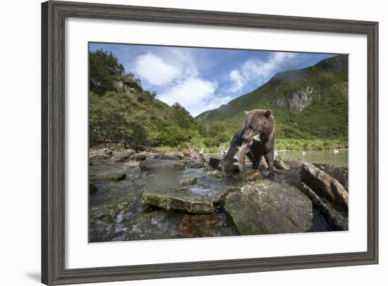 Brown Bear and Salmon, Katmai National Park, Alaska-Paul Souders-Framed Photographic Print