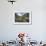 Brown Bear and Salmon, Katmai National Park, Alaska-Paul Souders-Framed Photographic Print displayed on a wall