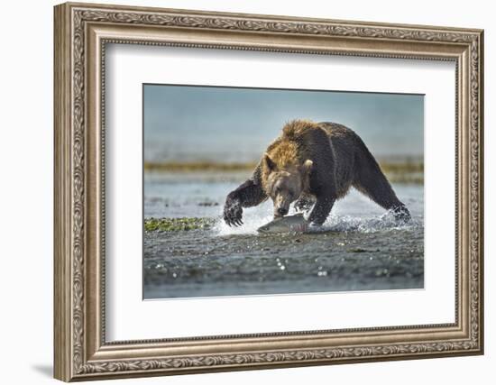 Brown Bear and Salmon, Katmai National Park, Alaska-Paul Souders-Framed Photographic Print