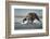 Brown Bear and Salmon, Katmai National Park, Alaska-Paul Souders-Framed Photographic Print