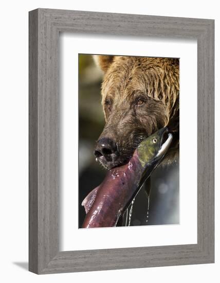 Brown Bear and Salmon, Katmai National Park, Alaska-null-Framed Photographic Print