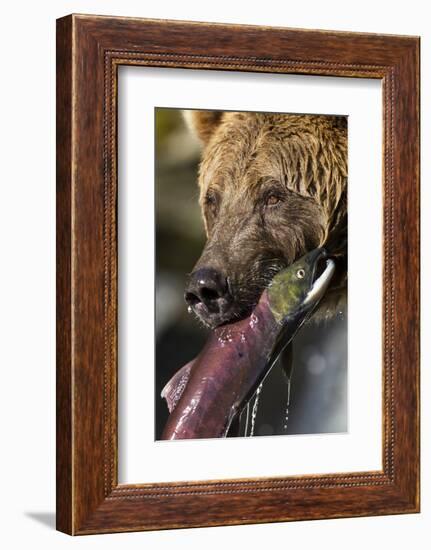 Brown Bear and Salmon, Katmai National Park, Alaska-null-Framed Photographic Print