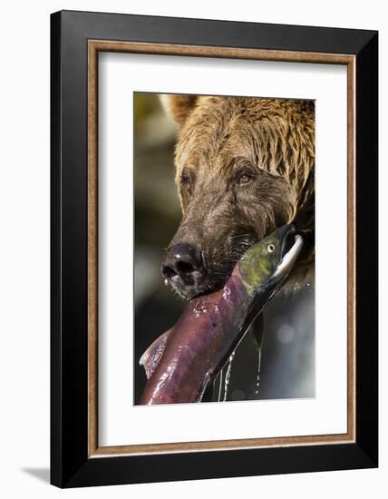 Brown Bear and Salmon, Katmai National Park, Alaska-null-Framed Photographic Print