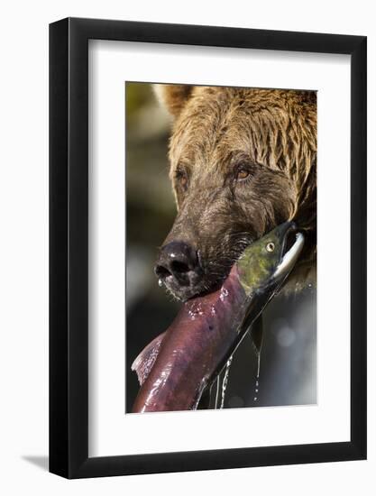 Brown Bear and Salmon, Katmai National Park, Alaska-null-Framed Photographic Print