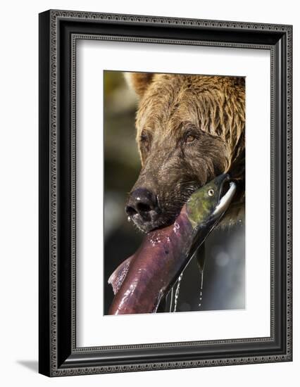 Brown Bear and Salmon, Katmai National Park, Alaska-null-Framed Photographic Print