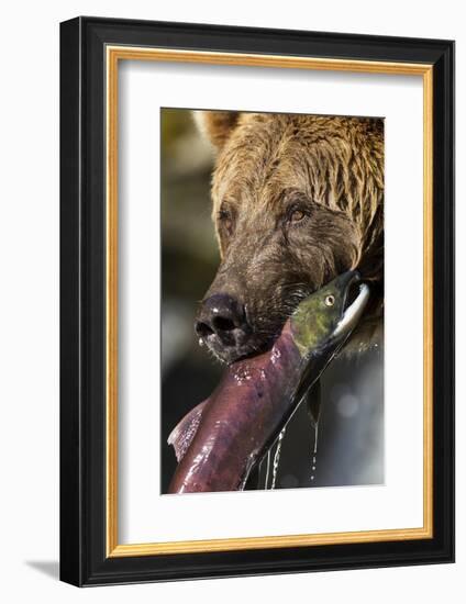 Brown Bear and Salmon, Katmai National Park, Alaska-null-Framed Photographic Print