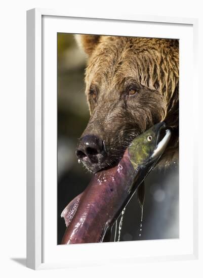 Brown Bear and Salmon, Katmai National Park, Alaska-null-Framed Photographic Print