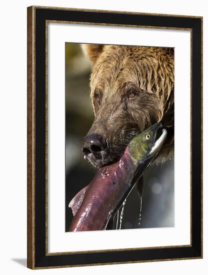 Brown Bear and Salmon, Katmai National Park, Alaska-null-Framed Photographic Print