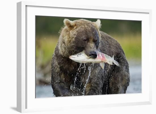 Brown Bear and Salmon, Katmai National Park, Alaska-Paul Souders-Framed Photographic Print