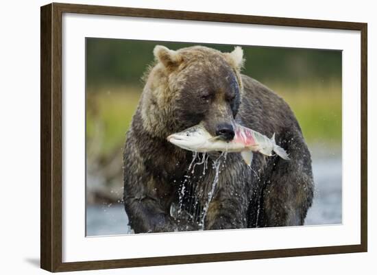 Brown Bear and Salmon, Katmai National Park, Alaska-Paul Souders-Framed Photographic Print