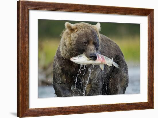 Brown Bear and Salmon, Katmai National Park, Alaska-Paul Souders-Framed Photographic Print