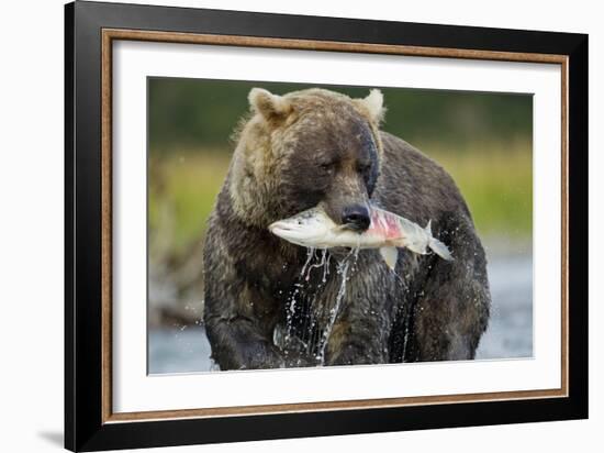 Brown Bear and Salmon, Katmai National Park, Alaska-Paul Souders-Framed Photographic Print