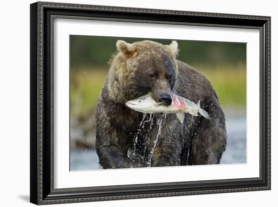 Brown Bear and Salmon, Katmai National Park, Alaska-Paul Souders-Framed Photographic Print