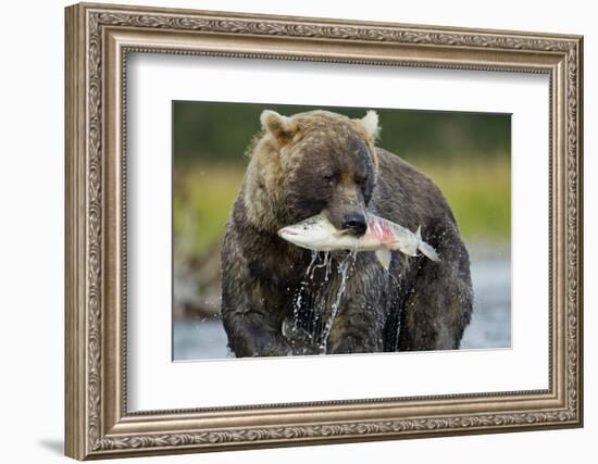 Brown Bear and Salmon, Katmai National Park, Alaska-Paul Souders-Framed Photographic Print