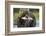 Brown Bear and Salmon, Katmai National Park, Alaska-Paul Souders-Framed Photographic Print