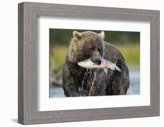 Brown Bear and Salmon, Katmai National Park, Alaska-Paul Souders-Framed Photographic Print