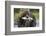 Brown Bear and Salmon, Katmai National Park, Alaska-Paul Souders-Framed Photographic Print