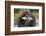 Brown Bear and Salmon, Katmai National Park, Alaska-Paul Souders-Framed Photographic Print