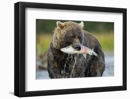 Brown Bear and Salmon, Katmai National Park, Alaska-Paul Souders-Framed Photographic Print