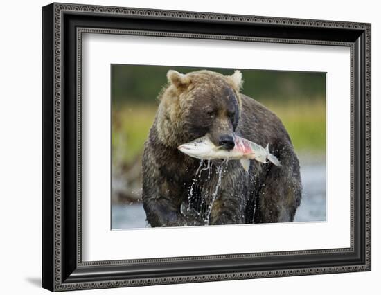 Brown Bear and Salmon, Katmai National Park, Alaska-Paul Souders-Framed Photographic Print