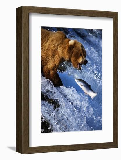 Brown Bear and Spawning Salmon-null-Framed Photographic Print
