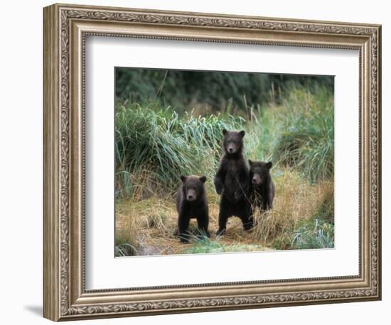 Brown Bear and Three Spring Cubs in Katmai National Park, Alaskan Peninsula, USA-Steve Kazlowski-Framed Photographic Print