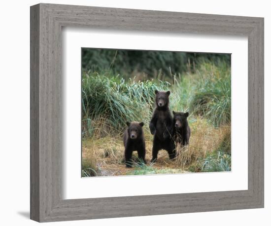 Brown Bear and Three Spring Cubs in Katmai National Park, Alaskan Peninsula, USA-Steve Kazlowski-Framed Photographic Print