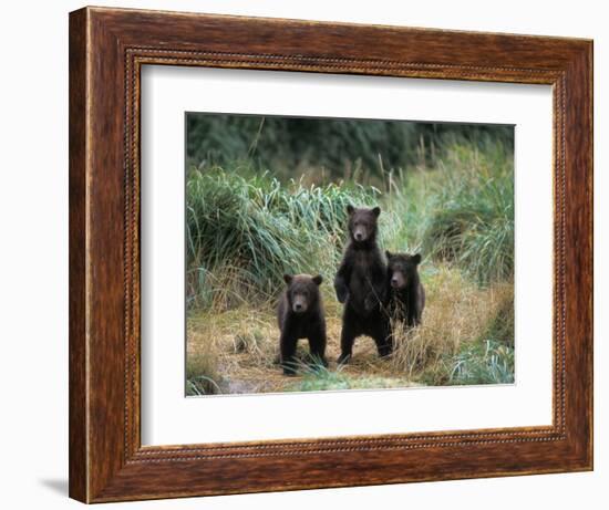 Brown Bear and Three Spring Cubs in Katmai National Park, Alaskan Peninsula, USA-Steve Kazlowski-Framed Photographic Print