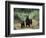 Brown Bear and Three Spring Cubs in Katmai National Park, Alaskan Peninsula, USA-Steve Kazlowski-Framed Photographic Print