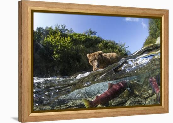 Brown Bear and Underwater Salmon, Katmai National Park, Alaska-null-Framed Premier Image Canvas