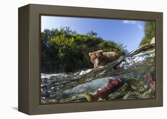 Brown Bear and Underwater Salmon, Katmai National Park, Alaska-null-Framed Premier Image Canvas