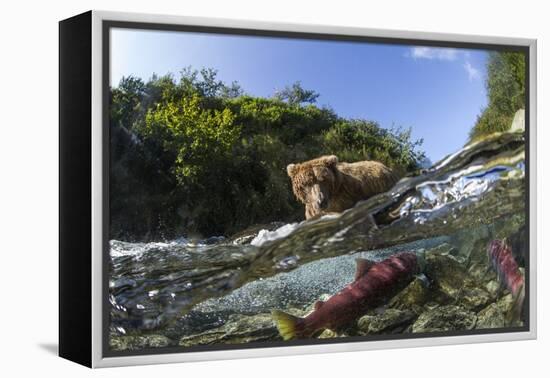 Brown Bear and Underwater Salmon, Katmai National Park, Alaska-null-Framed Premier Image Canvas
