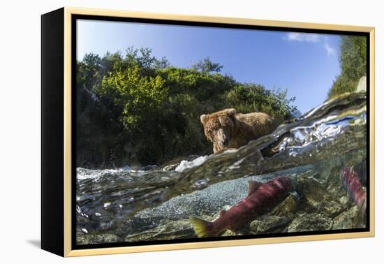 Brown Bear and Underwater Salmon, Katmai National Park, Alaska-null-Framed Premier Image Canvas