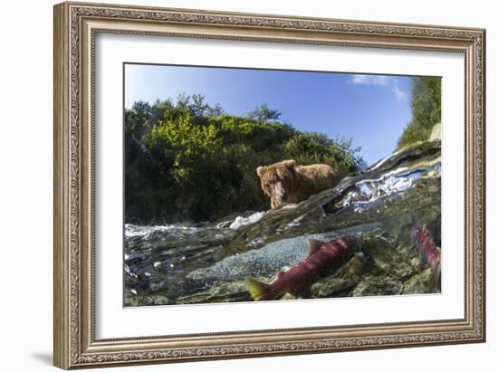 Brown Bear and Underwater Salmon, Katmai National Park, Alaska-null-Framed Photographic Print