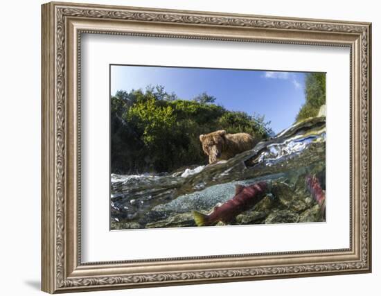 Brown Bear and Underwater Salmon, Katmai National Park, Alaska-null-Framed Photographic Print