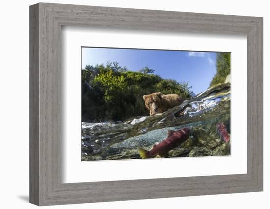 Brown Bear and Underwater Salmon, Katmai National Park, Alaska-null-Framed Photographic Print